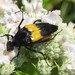 Macrosiagon flavipennis - Photo (c) Link Davis,  זכויות יוצרים חלקיות (CC BY-NC), uploaded by Link Davis