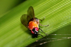 Sapromyza sciomyzina