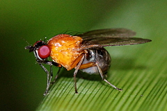 Sapromyza sciomyzina