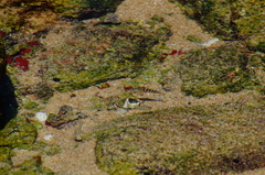 Abudefduf declivifrons