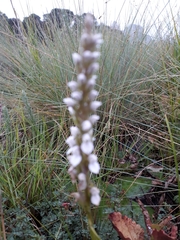 Brownleea parviflora