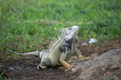 Iguana iguana