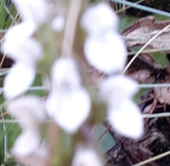 Brownleea parviflora
