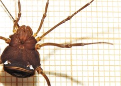 Erginulus subserialis