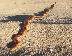 Pituophis vertebralis