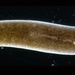 Planaria torva - Photo (c) 
Holger Brandl, HongKee Moon, Miquel Vila-Farré, Shang-Yun Liu, Ian Henry, and Jochen C. Rink, some rights reserved (CC BY)