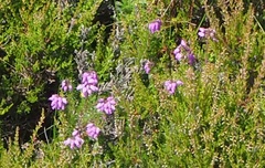 Erica cinerea