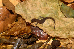 Lepidoblepharis sanctaemartae