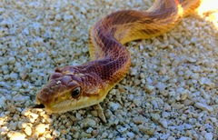 Pituophis vertebralis