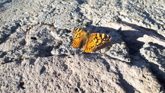 Vanessa annabella