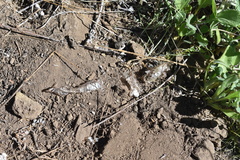 Masticophis lateralis