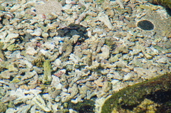 Abudefduf declivifrons