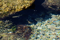 Abudefduf declivifrons