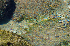 Abudefduf declivifrons