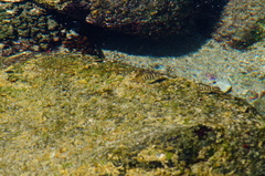 Abudefduf declivifrons