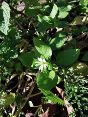 Stellaria media