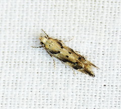 Coleotechnites coniferella