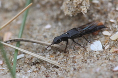 Quedius nigrocoeruleus