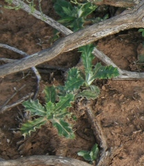 Berkheya heterophylla