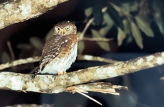 Glaucidium siju