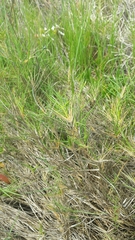 Distichlis distichophylla