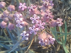 Asclepias senecionifolia