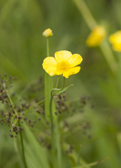 Ranunculus lingua