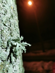 Ramalina fraxinea