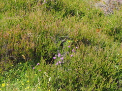 Erica cinerea