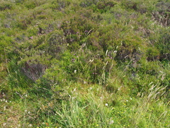 Erica cinerea