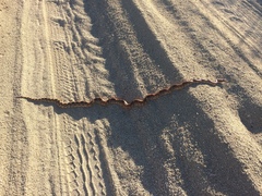 Pituophis vertebralis