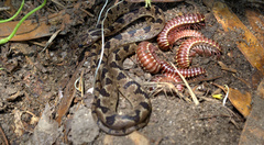 Leptodeira ashmeadii