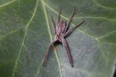 Pisaura mirabilis
