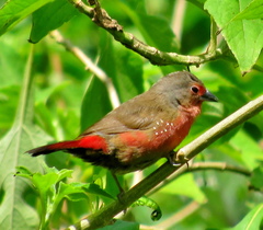 Lagonosticta rubricata