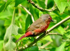 Lagonosticta rubricata