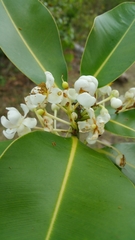 Calophyllum