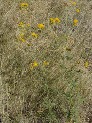 Hymenothrix wislizeni