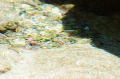 Thalassoma lucasanum