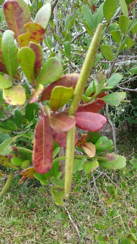 Mascarenhasia arborescens