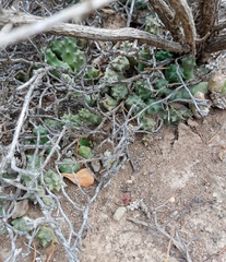 Duvalia caespitosa caespitosa