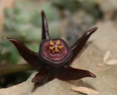 Duvalia caespitosa caespitosa