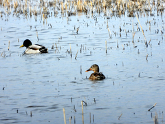 Anas platyrhynchos