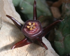 Duvalia caespitosa caespitosa