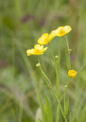 Ranunculus lingua