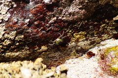 Pachygrapsus socius