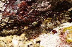 Pachygrapsus socius