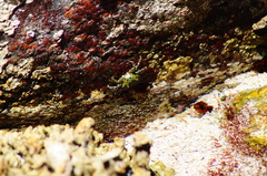 Pachygrapsus socius