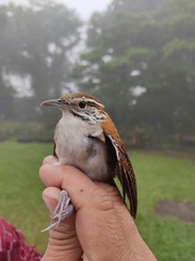 Thryophilus rufalbus