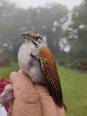 Thryophilus rufalbus