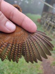 Thryophilus rufalbus